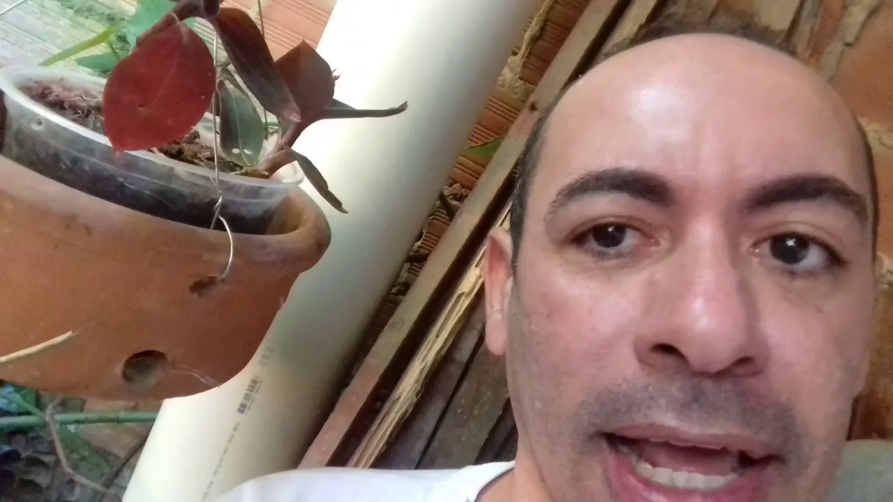 LUDIZIA DISCOLLOR A ORQUÍDEA QUE NÃO PARECE SER ORQUÍDEA A CHATINHA DE CULTIVO