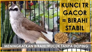 how to increase trucukan birds desire quickly without doping