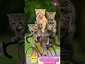 Download Lagu Billu Miyan #funny #cat #comedy #comedymovies #shortvideo #ytshorts