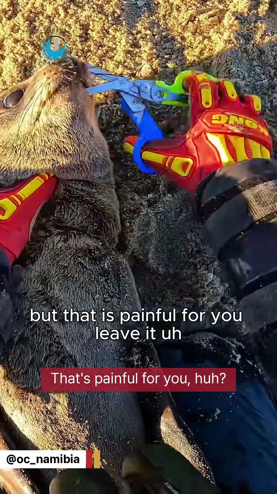 A baby seal had fishing line cut into his neck. Wait till you see what he does next #shorts
