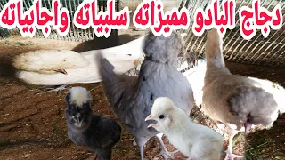 دجاج البادو مميزاته تربيته مع الإيجابيات والسلبيات 