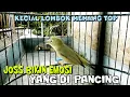 Download Lagu JOSS KECIAL BIKIN EMOSI YANG DIPANCING - MEDIA KICAU LOMBOK