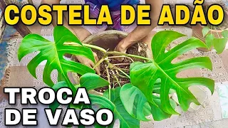 🌿 COSTELA DE ADÃO  - dicas de troca de vaso e melhor substrato
