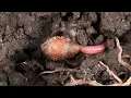 Earthworm hatching from the egg