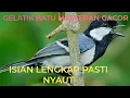 Download Lagu MASTERAN GELATIK BATU SUARA ASLI #gelatikgacor
