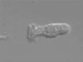 Chemotaxis of Neutrophils