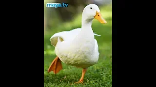 أغنية يا بطة يا سمينة دندنها