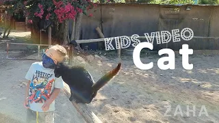 Zaha Earns a Cat s Trust Why Cats Headbutt People Zaha s Discovery Wild