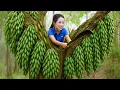 Download Lagu Primitive Forest Harvest: Processing Colorful Drum Fruits \u0026 Revealing Ancient Herbal Secrets