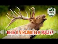 Hear a Virginia Elk Bugle