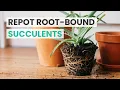 Download Lagu REPOTTING TIPS | HOW TO REPOT ROOT-BOUND SUCCULENTS | REPOT SUCCULENTS