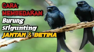 Download KETAHUI BEDA BURUNG SRIGUNTING JANTAN DAN BETINA. MP3