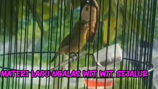 pancingn pleci ngalas masteran pleci materi lagu wit wit sejalur