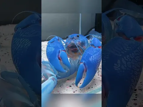 He Raised a Lobster and Got a Big Surprise