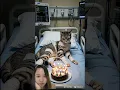 Download Lagu #animalintelligence #cat #cake #cute #aicats #funny #happybirthday #kitten #aiandcats