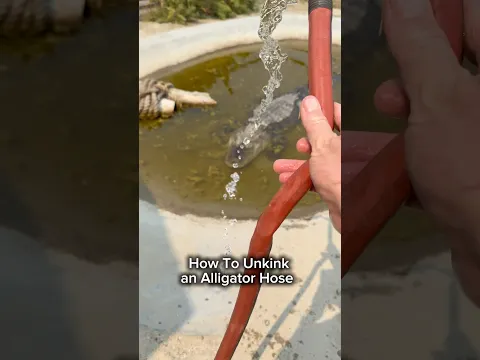 How To Unkink an Alligator Hose #shorts #alligator