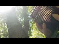 The Untamed Luan Po Chao (Kalimba Cover)