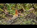 🎹 Relaxing Piano and Spring Bird Sounds 🕊 Deep Relaxation Music for Anxiety Relief & Calm Mind