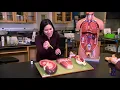 Urinary System part 1