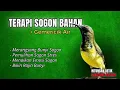 Download Lagu PANCINGAN SOGON BAHAN AGAR RAJIN BUNYI #sogongacor #pancingansogonagarbunyi #sogonijoan #sogokontong
