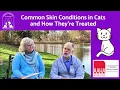 Common Skin Conditions in Cats and How They re Treated