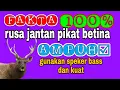 Download Lagu SUPER AMPUH  suara memikat rusa jantan memanggil rusa betina (suara rahasia tanaman kantong semar)