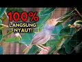 Download Lagu PRENJAK KEPALA MERAH GACOR suara terbaik, paling ampuh bikin prenjak malas jadi emosi seketika