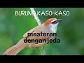 Download Lagu BURUNG KASO KASO masteran dengan jeda / TEPUS GELAGAH