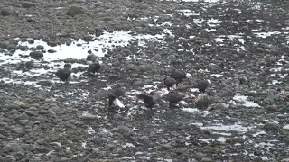 Eagles Having Breakfast Petersburg Alaska