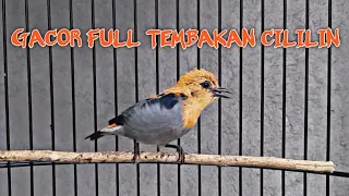burung cit keres kemade gacor isian cililin