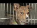 Aiken County Animal Shelter holds home for the holidays adoption event Saturday