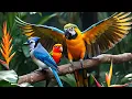 Download Lagu Burung berkicau dan dedaunan berbisik dalam alunan melodi lembut