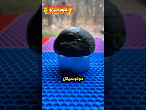 رخصك فين