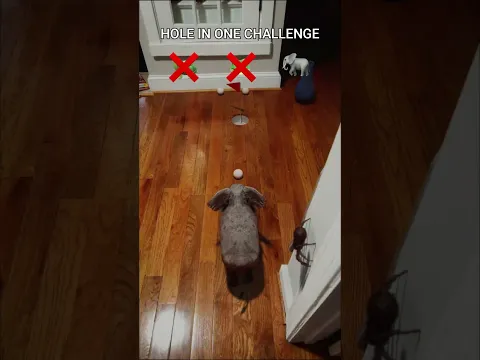 Animals Tried the Hole in One Challenge #holeinone #golf #shorts #vfx