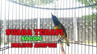 Download TERAPI SOGON MACET langsung GACOR DENGAR PANCINGAN INI MP3