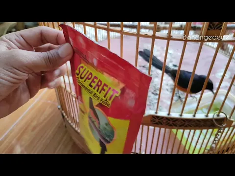 Burung Murai Mandek Murai Bisu Ngelowo Ngebatman Burung terlalu jinak Burung over birahi