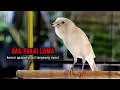 Download Lagu kenari gacor panjang AMPUH buat pancingan kenari dan masteran kenari agar NYAUT seketika