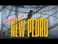 Download Lagu PESONA SANG MURAI BATU NEW PEDRO DI TIKET UTAMA!! || MR BONI - MABETA SF