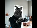Rabbit Has the Gun