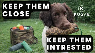 Getting It Right With a Young Springer Spaniel