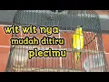 Download Lagu mantenan gunung gacor nembak wit wit panjang cocok buat masteran plecimu
