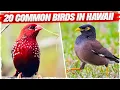 20 Common Birds in Hawaii with Pictures