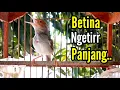Download Lagu PRENJAK BETINA | Masteran PRENJAK BETINA Gacor Istimewa Memanggil Jantan Suara Jernih |