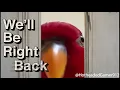 Here s Red Birb Here s Johnny Meme