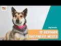 German Shepherd Mixes 10 Popular Mixes That Will Steal Your Heart