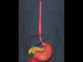 peristaltic movement of stomach esophagus 3D Animation