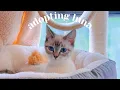 adopting a new siamese kitten introducing to our older cat texas cat adoption