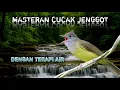 Download Lagu MASTERAN CUCAK JENGGOT DAN TERAPI AIR #cucakjenggot