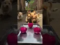 Download Lagu Puppies Eating Dragon Fruit 🐾🥭 | Cute \u0026 Funny Puppy Video #shorts #puppy #fruit #jeni