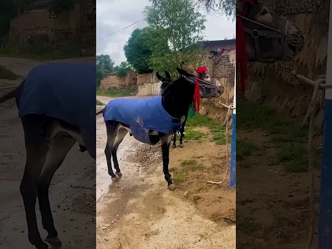 Funniest Donkey Ever Donkey Training the fun way 267